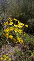 Senecio brasiliensis