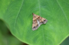 Phalaenophana pyramusalis