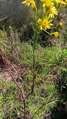 Senecio brasiliensis
