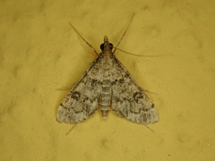 Dolicharthria bruguieralis