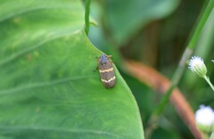 Aeneolamia albofasciata