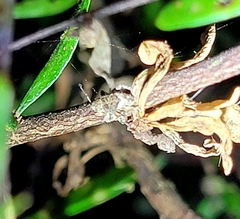 Chalepistes spermophilus