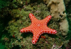 Pentagonaster duebeni
