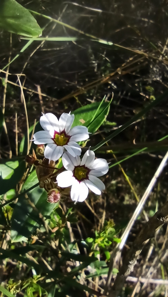 Sisyrinchium pampeanum