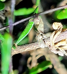 Chalepistes spermophilus