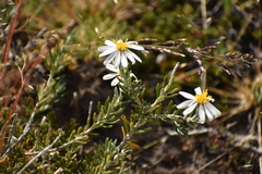 Chiliotrichum diffusum