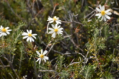 Chiliotrichum diffusum