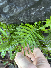 Polypodium cambricum