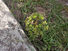 Euphorbia peplus