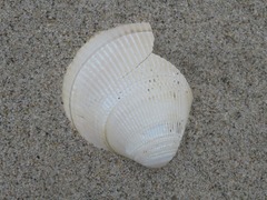 Laevicardium crassum