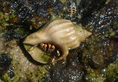 Clibanarius virescens