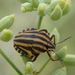 Sardinian Striped Shield Bug - Photo (c) Denis Makhnovsky, some rights reserved (CC BY-NC), uploaded by Denis Makhnovsky
