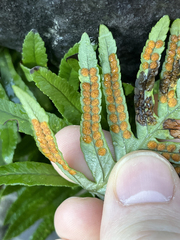 Polypodium cambricum