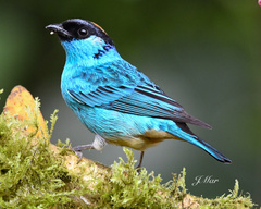 Chalcothraupis ruficervix