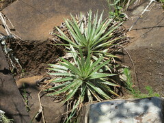 Dyckia