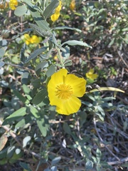 Dendromecon harfordii