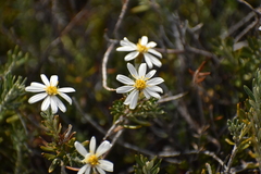 Chiliotrichum diffusum