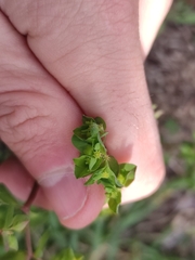 Euphorbia peplus