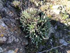 Dudleya abramsii bettinae