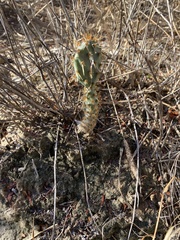 Opuntia lindheimeri