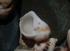 Naticarius alapapilionis