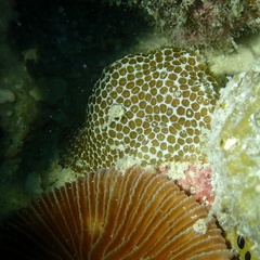 Scleractinia