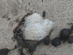 Zirfaea crispata