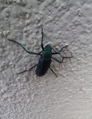 Strongylium haemorrhoidale