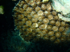 Galaxea fascicularis