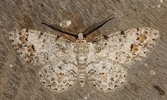 Physocleora