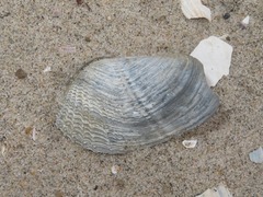 Zirfaea crispata