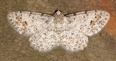 Physocleora