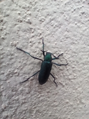 Strongylium haemorrhoidale