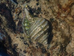 Monoplex parthenopeus