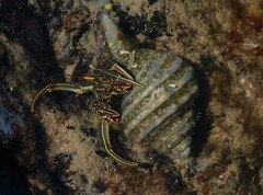 Clibanarius taeniatus