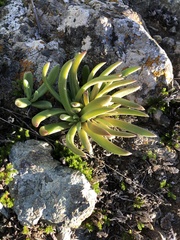 Dudleya abramsii bettinae