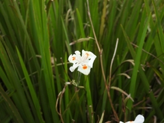 Dietes iridioides