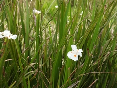 Dietes iridioides
