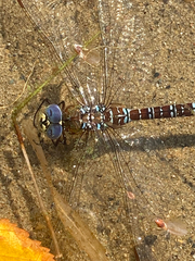 Aeshna interrupta