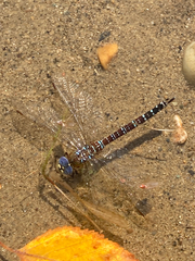 Aeshna interrupta