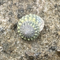 Cenchritis muricatus