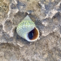 Cenchritis muricatus