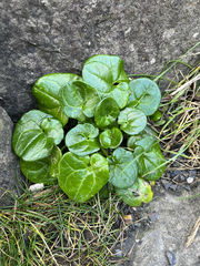 Calystegia soldanella