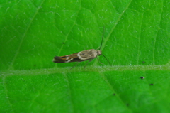 Scythris