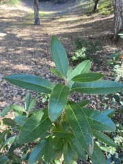 Heteromeles arbutifolia