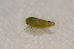 Batracomorphus