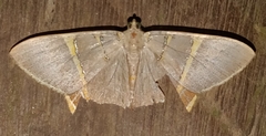 Phrygionis polita