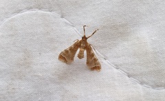 Leucinodes cordalis