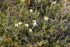 Chiliotrichum diffusum