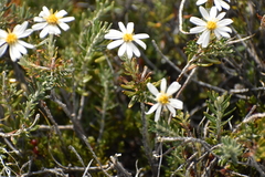 Chiliotrichum diffusum